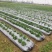 农用双色反光银黑地膜保湿移种植除草盖草果树果园大棚菜地防