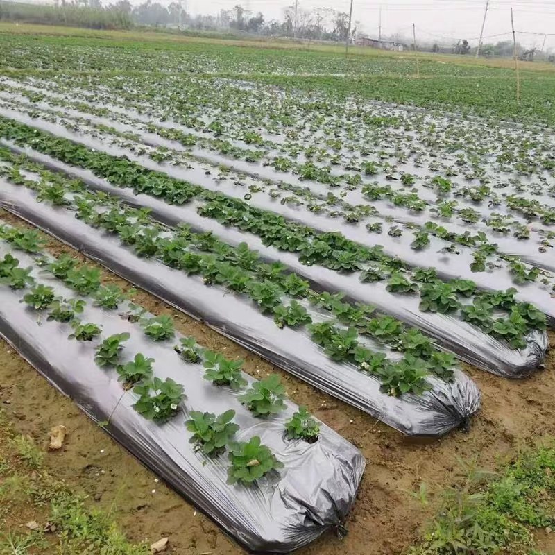 农用双色反光银黑地膜保湿移种植除草盖草果树果园大棚菜地防