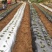 农用双色反光银黑地膜保湿移种植除草盖草果树果园大棚菜地防