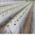农用双色反光银黑地膜保湿移种植除草盖草果树果园大棚菜地防