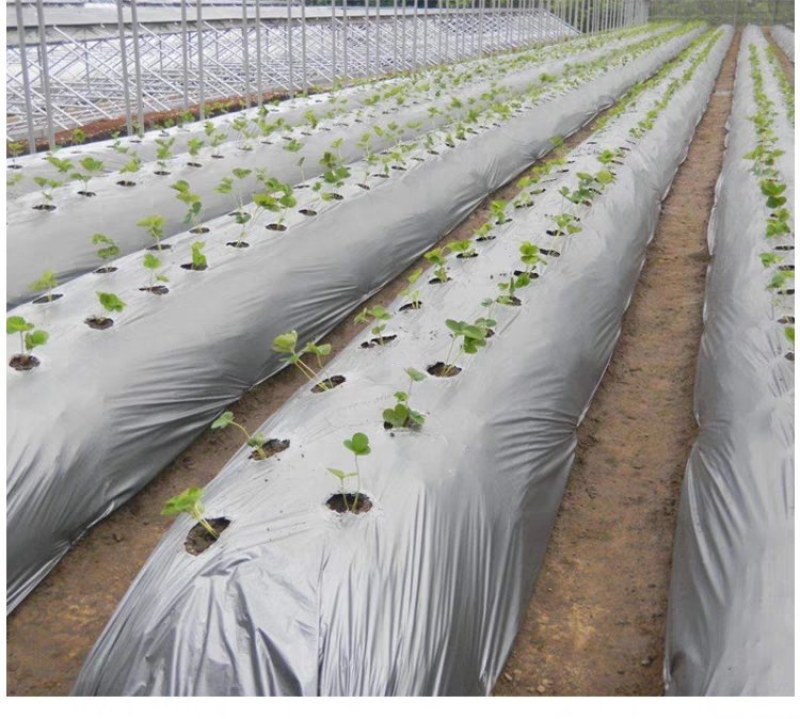 农用双色反光银黑地膜保湿移种植除草盖草果树果园大棚菜地防