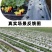 农用双色反光银黑地膜保湿移种植除草盖草果树果园大棚菜地防