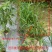 农用双色反光银黑地膜保湿移种植除草盖草果树果园大棚菜地防