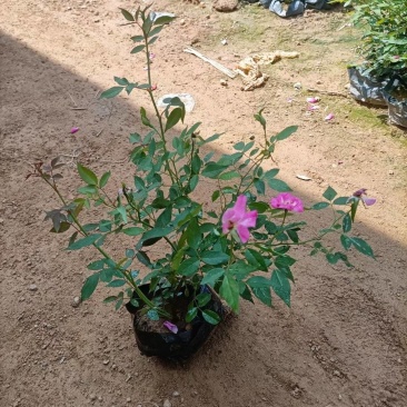 漳州市绿化苗木丰花月季
