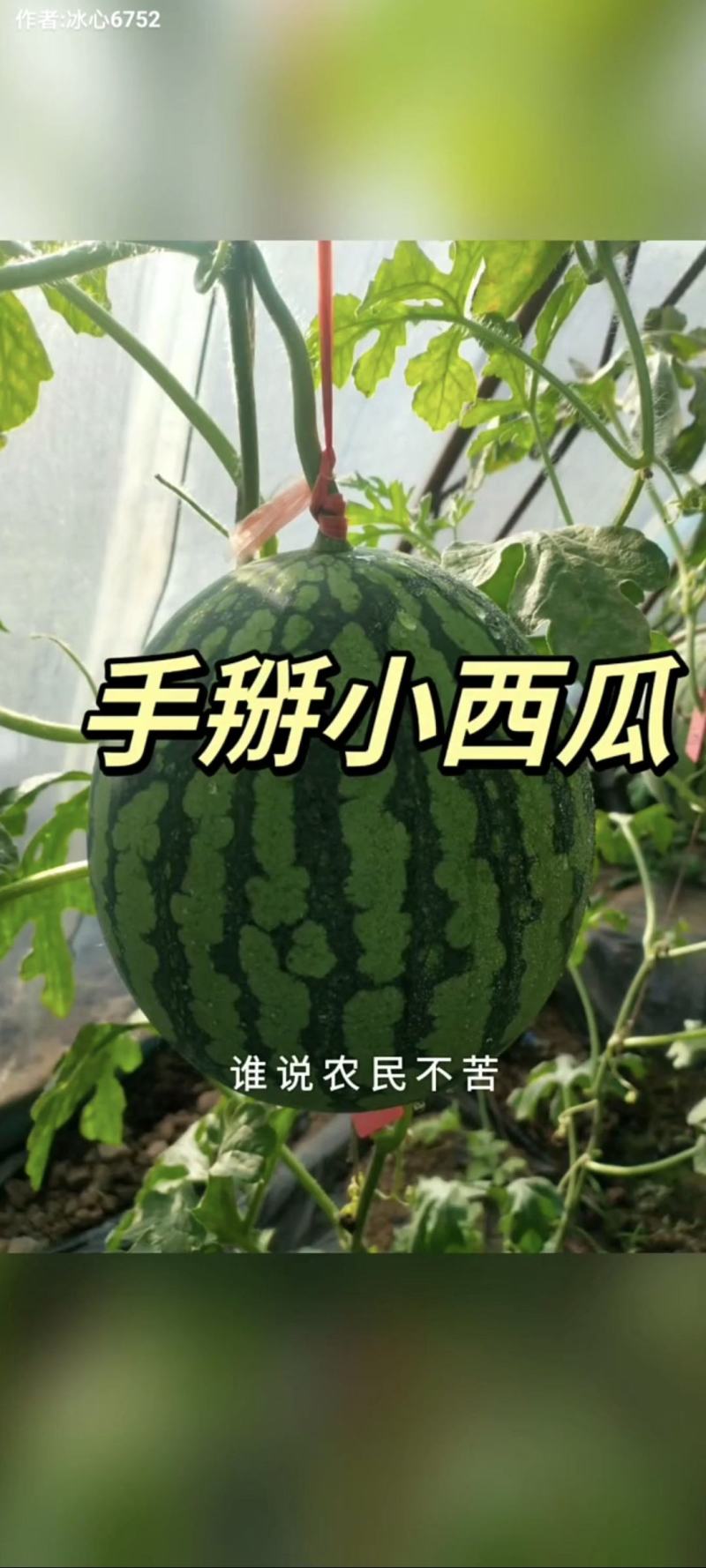 手撕小西瓜，全美2k承接电商微商全国发货