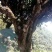 凤凰山古树茶