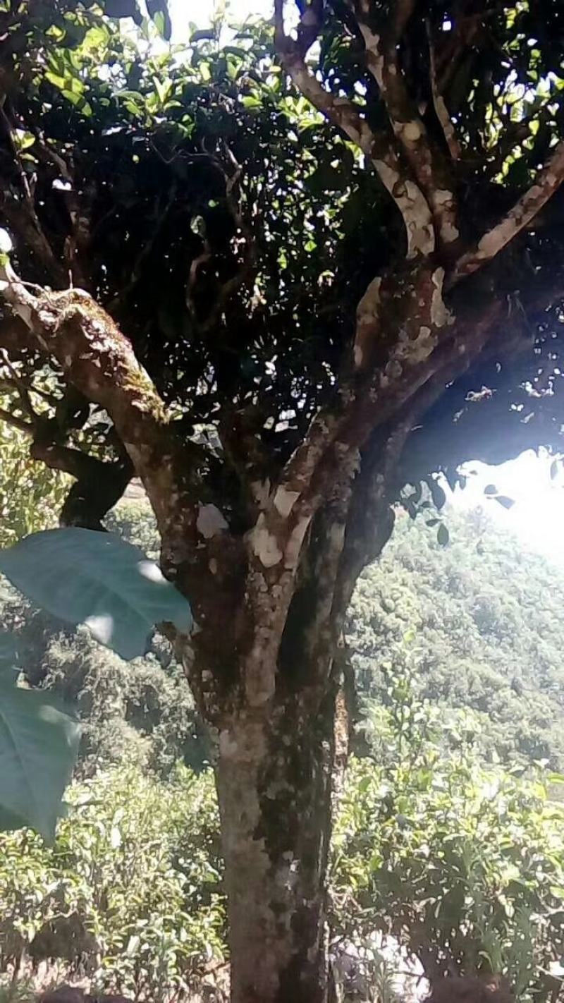 凤凰山古树茶