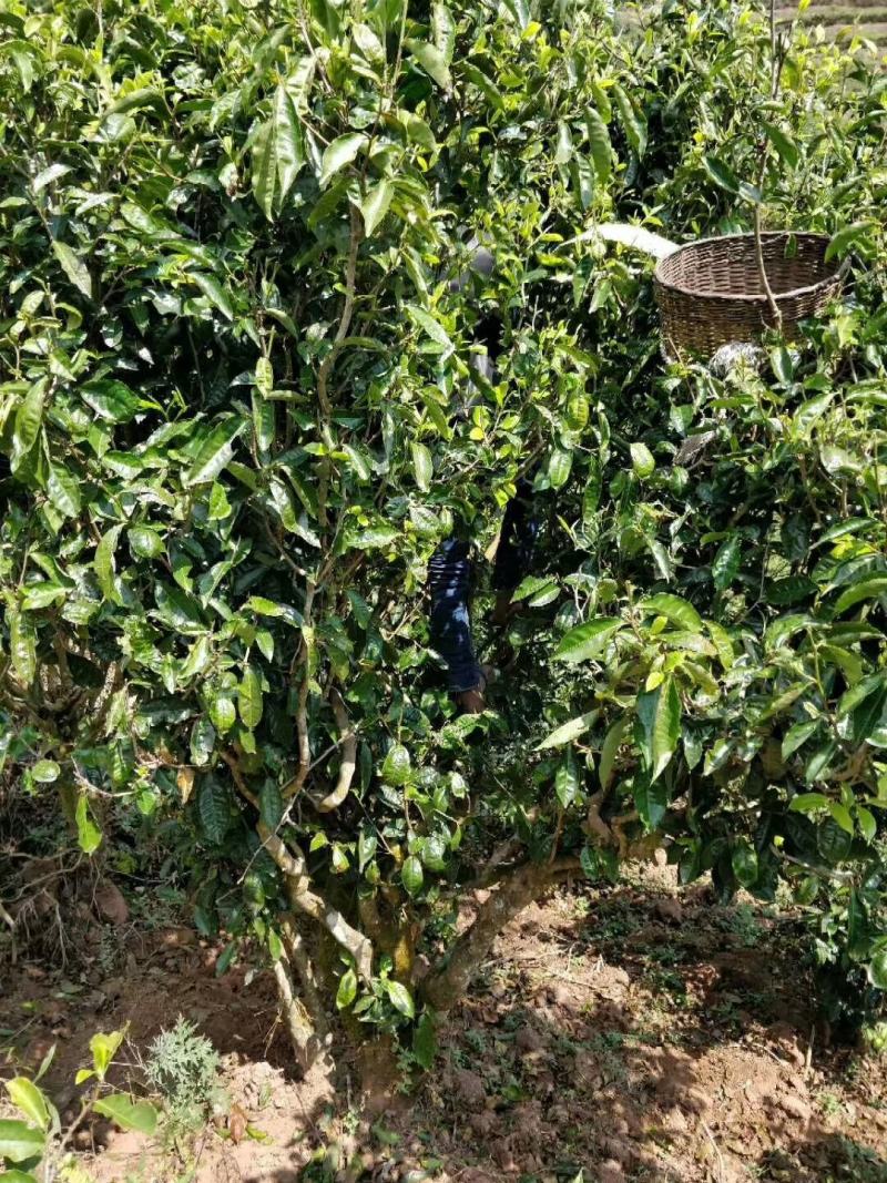 凤凰山古树茶