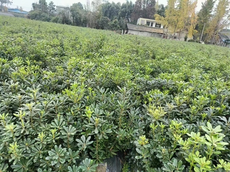 海桐苗种植基地，货发全国，批发零售