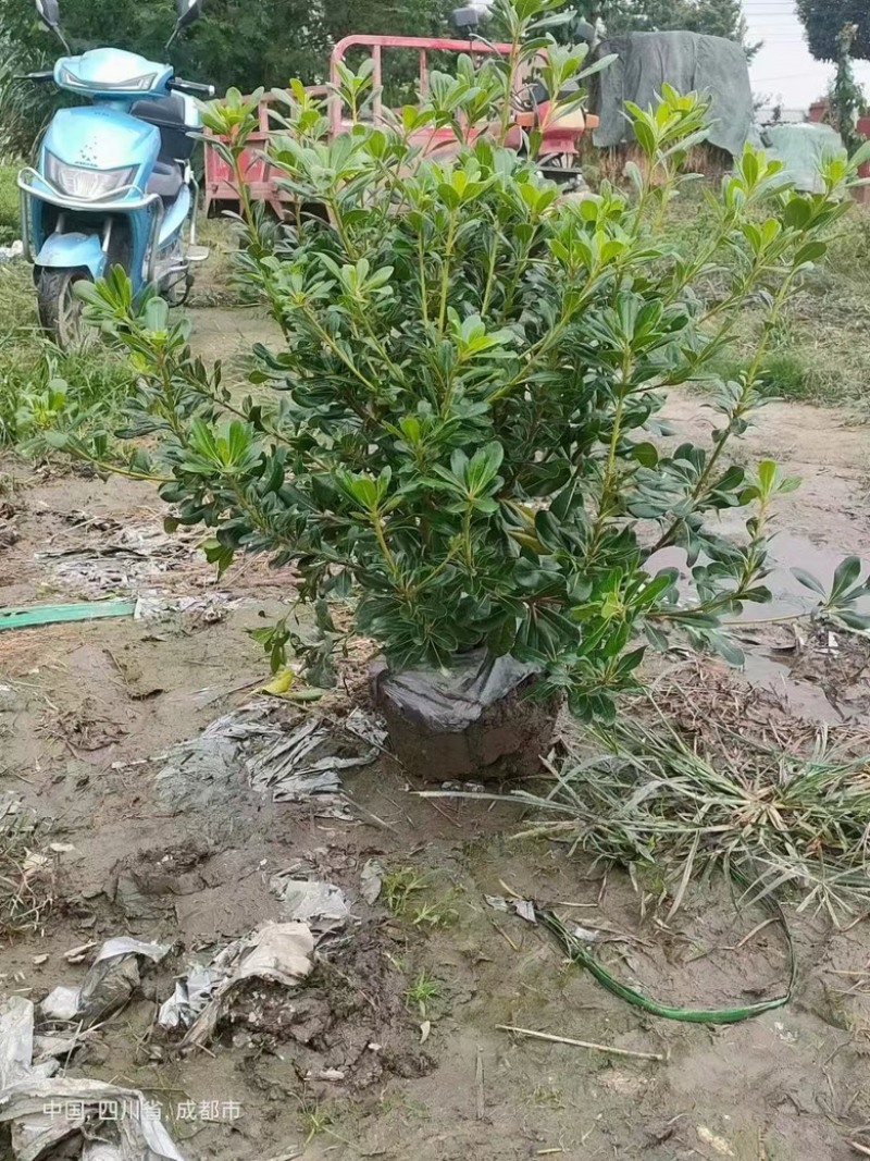 海桐苗种植基地，货发全国，批发零售