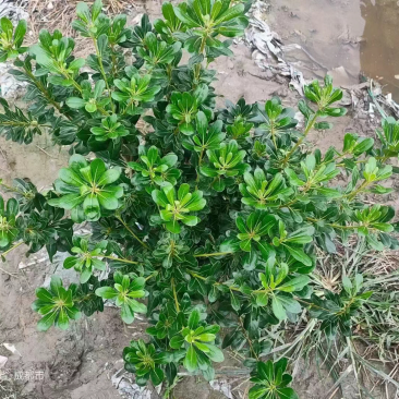 海桐苗种植基地，货发全国，批发零售