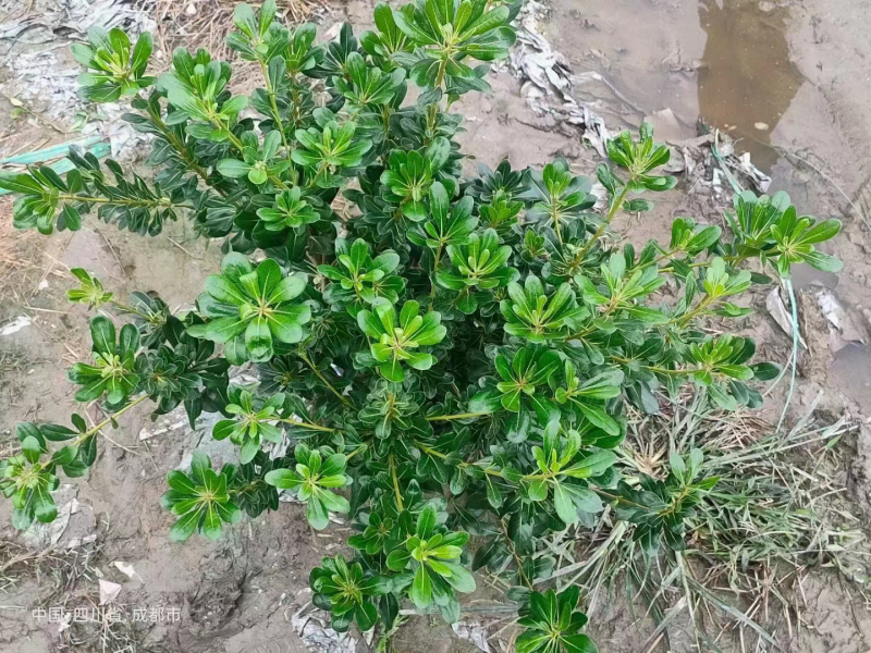 海桐苗种植基地，货发全国，批发零售
