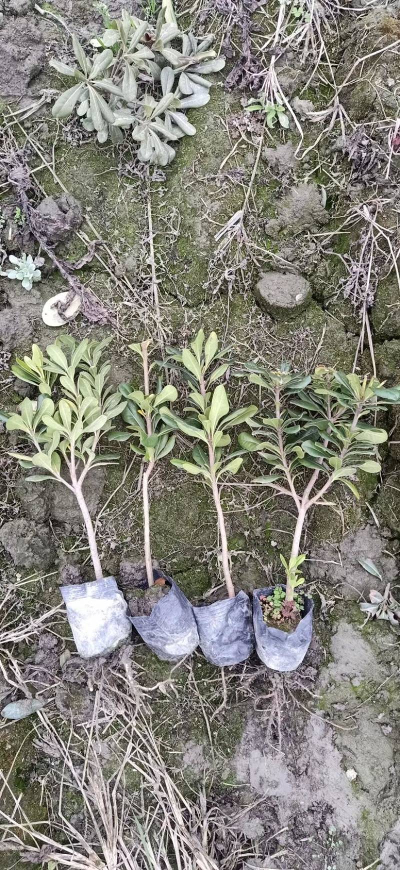 海桐苗种植基地，货发全国，批发零售