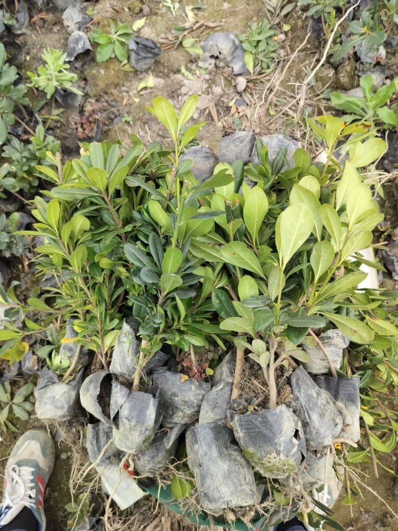 海桐苗种植基地，货发全国，批发零售