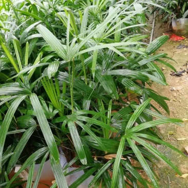 漳州市绿化苗木细叶棕竹