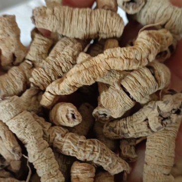 巴戟天，中药材批发，无杂质无硫，足斤足量，欢迎各位老板下