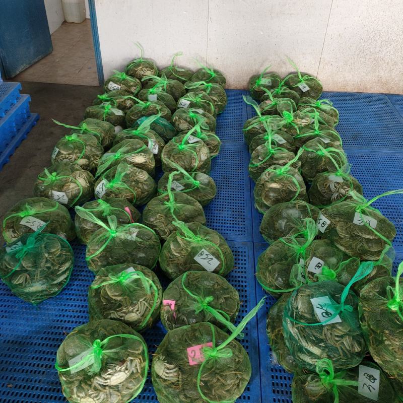 洪湖大闸蟹抢鲜上市中秋送礼佳品批发零售物流顺风都可以