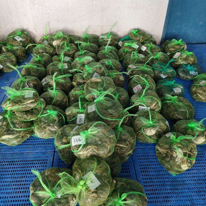 洪湖大闸蟹抢鲜上市中秋送礼佳品批发零售物流顺风都可以