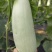 小番茄，甜瓜61，9号，绿宝