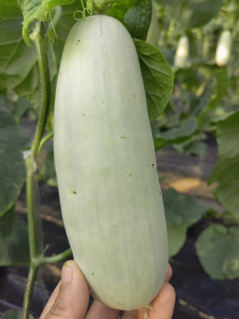 小番茄，甜瓜61，9号，绿宝