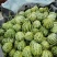 小番茄，甜瓜61，9号，绿宝