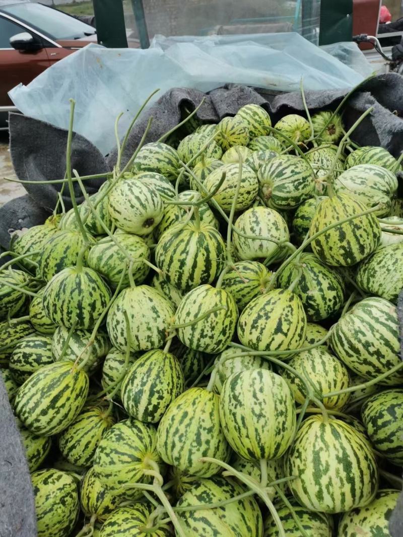 小番茄，甜瓜61，9号，绿宝