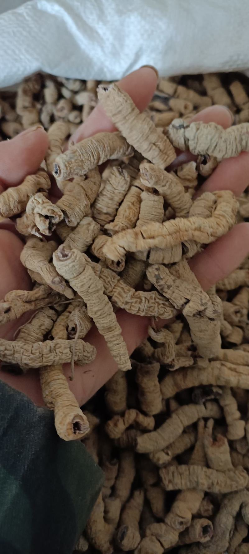 巴戟天，中药材批发，无杂质无硫，足斤足量，欢迎各位老板下