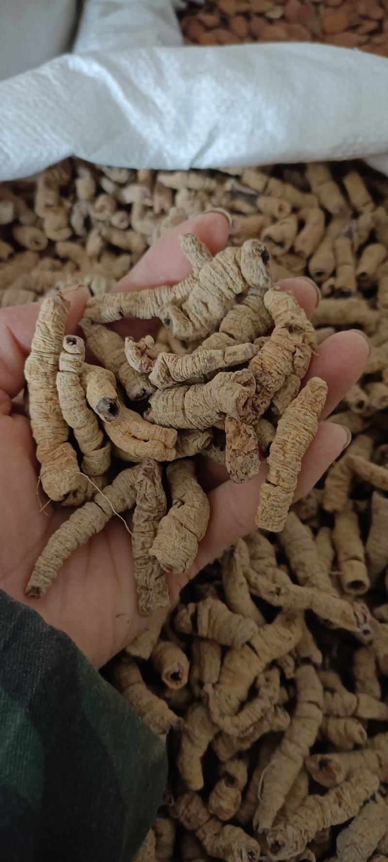 巴戟天，中药材批发，无杂质无硫，足斤足量，欢迎各位老板下
