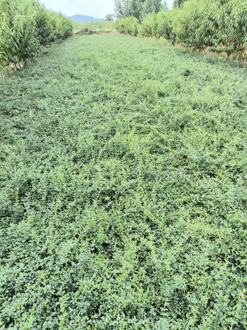 基地供应迎春，可实地看苗。