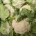 菜花：乳白紧花，1…3斤单棵重，日供20吨产地直供：现货