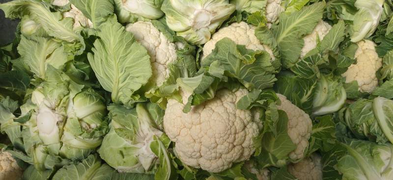 菜花：乳白紧花，1…3斤单棵重，日供20吨产地直供：现货
