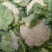 菜花：乳白紧花，1…3斤单棵重，日供20吨产地直供：现货