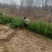 基地大量现货出售，可实地看苗。