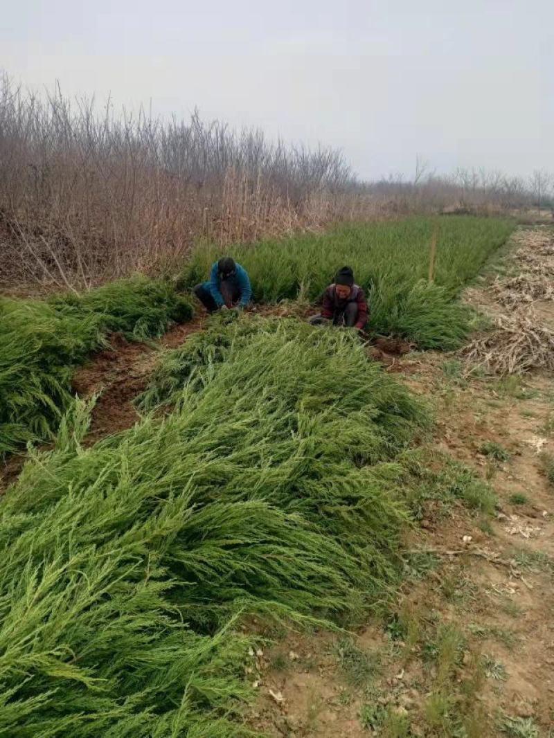 基地大量现货出售，可实地看苗。