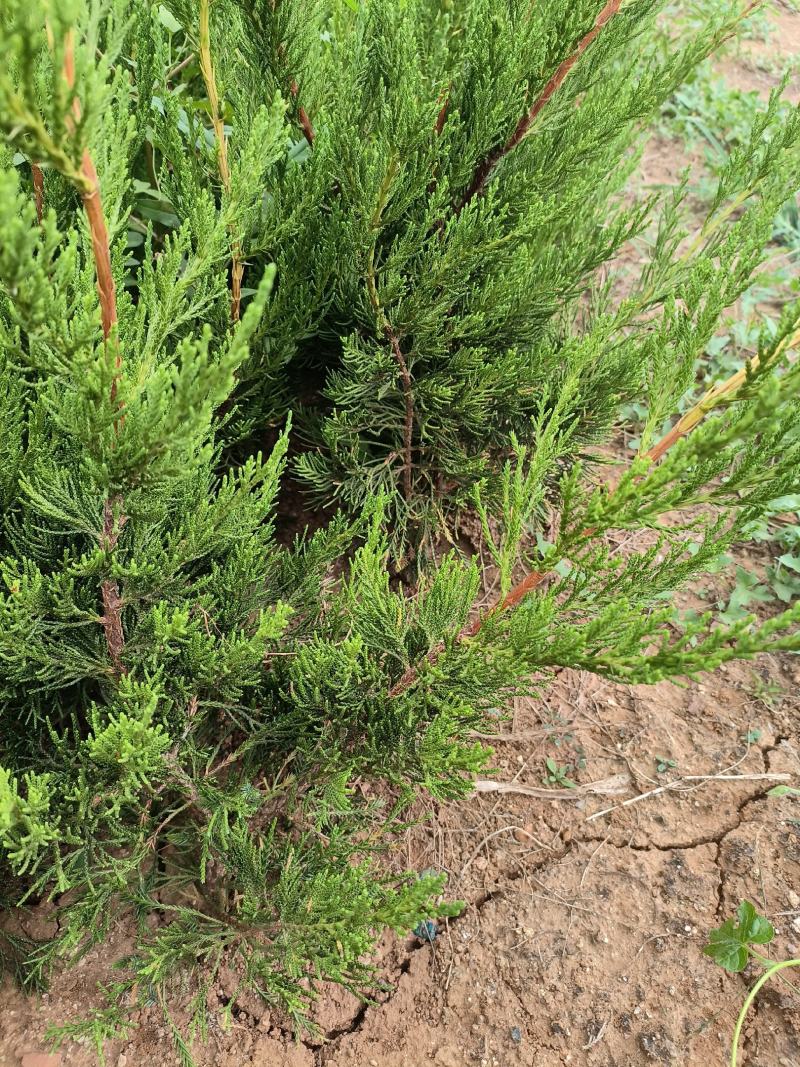基地大量现货出售，可实地看苗。
