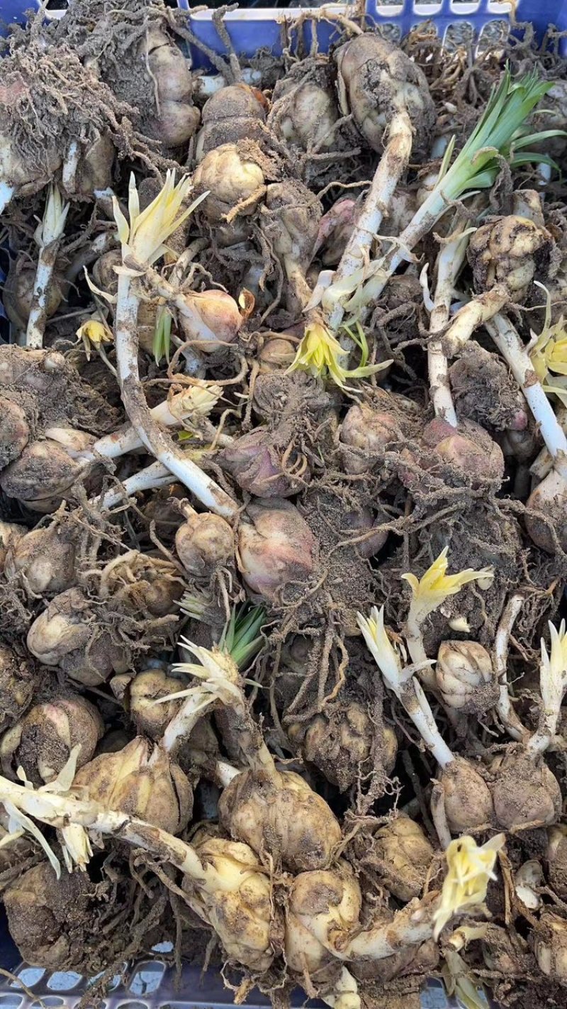 枸杞苗一年生量大优惠免费提供种植技术欢迎咨询