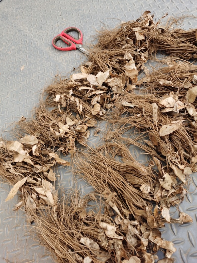 枸杞苗一年生量大优惠免费提供种植技术欢迎咨询