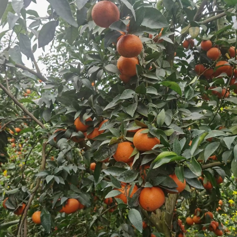 云南高山沃柑，日供40吨起，味甜化渣，可供应电商市场。