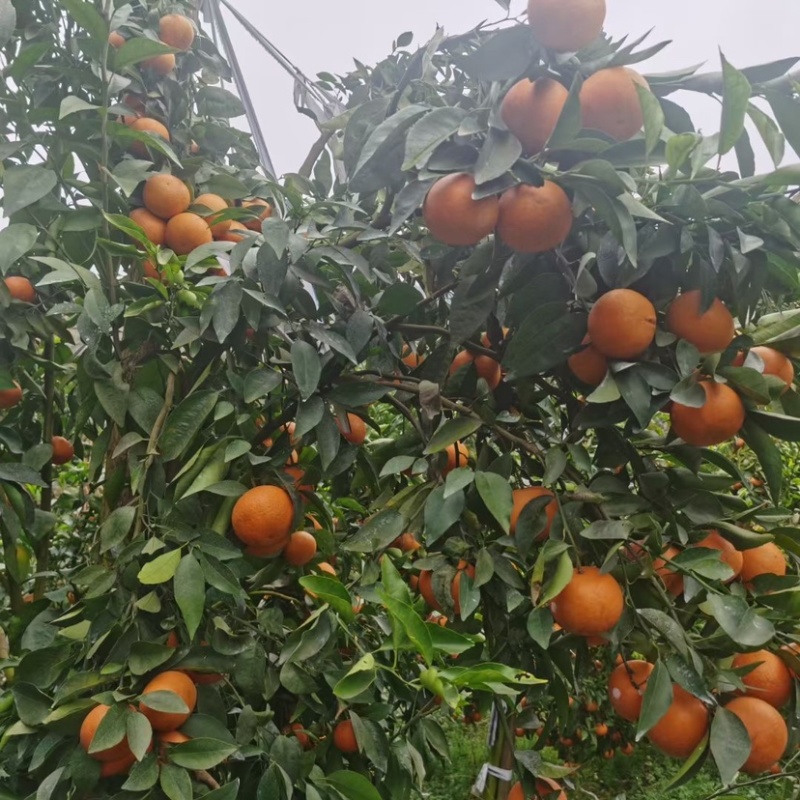云南高山沃柑，日供40吨起，味甜化渣，可供应电商市场。