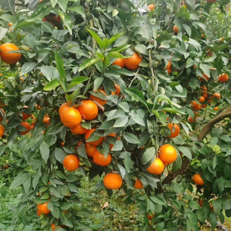 云南高山沃柑，日供40吨起，味甜化渣，可供应电商市场。
