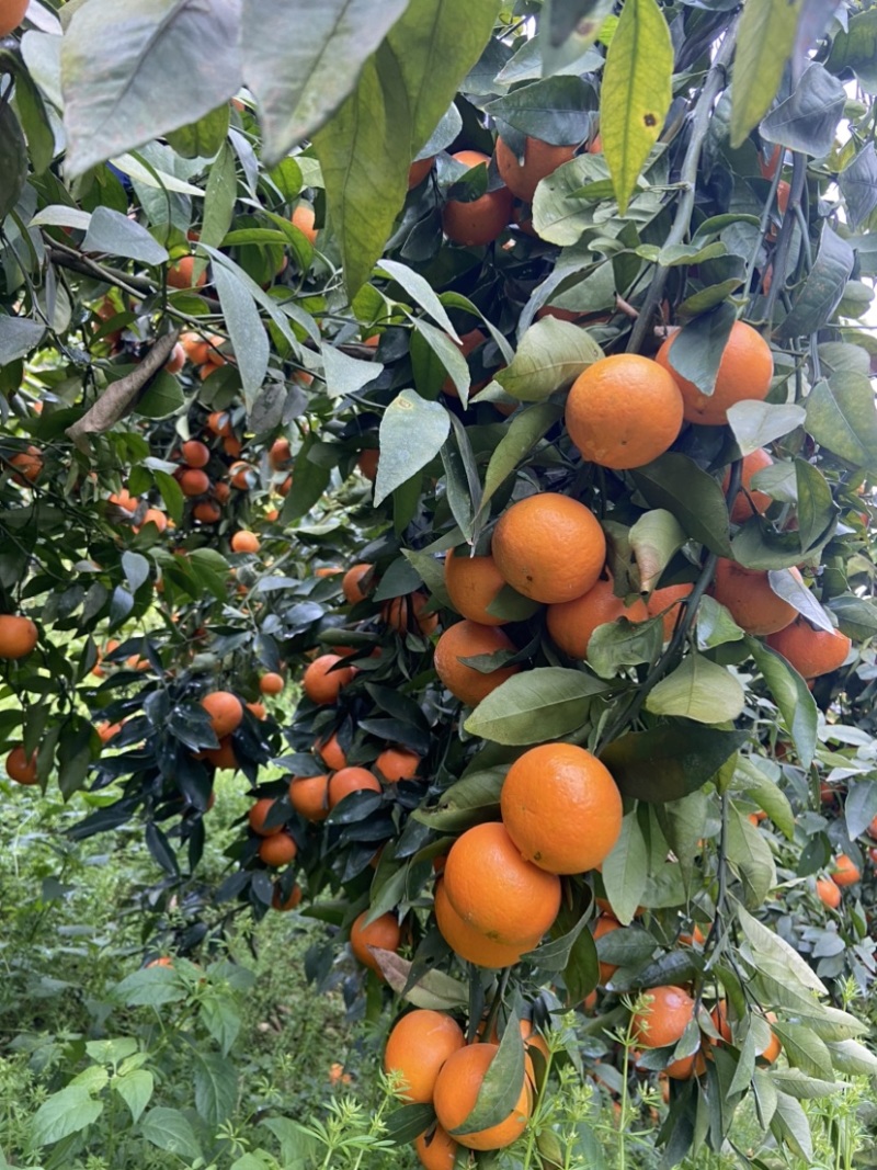 云南高山沃柑，日供40吨起，味甜化渣，可供应电商市场。
