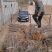 枸杞苗一年生量大优惠免费提供种植技术欢迎咨询