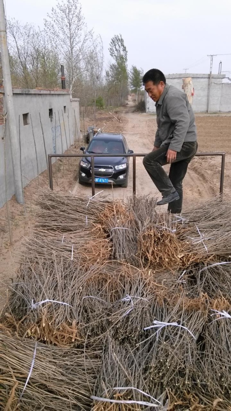 枸杞苗一年生量大优惠免费提供种植技术欢迎咨询
