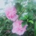 双花木槿