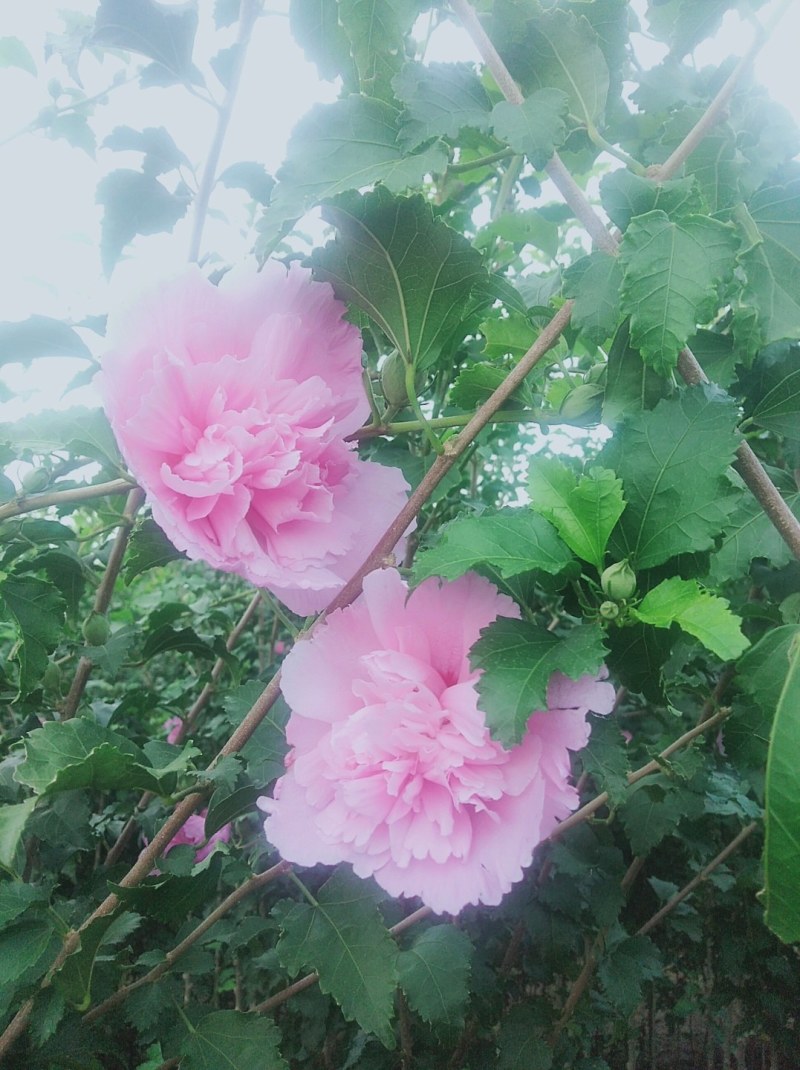 双花木槿