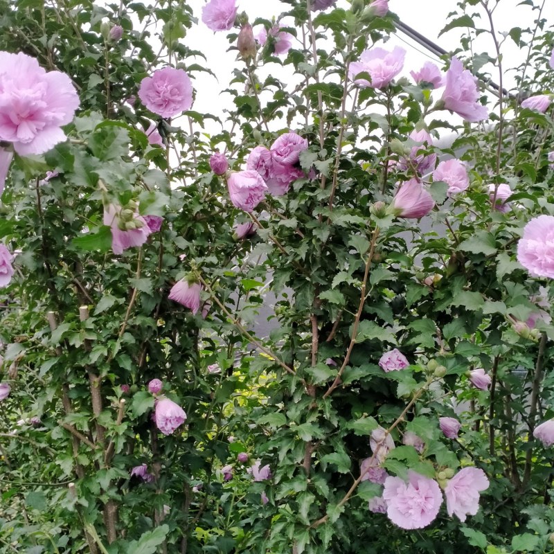 双花木槿