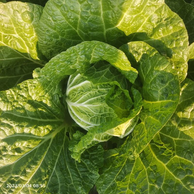 云南新鲜白菜大量上市，量大从优有意者联系，