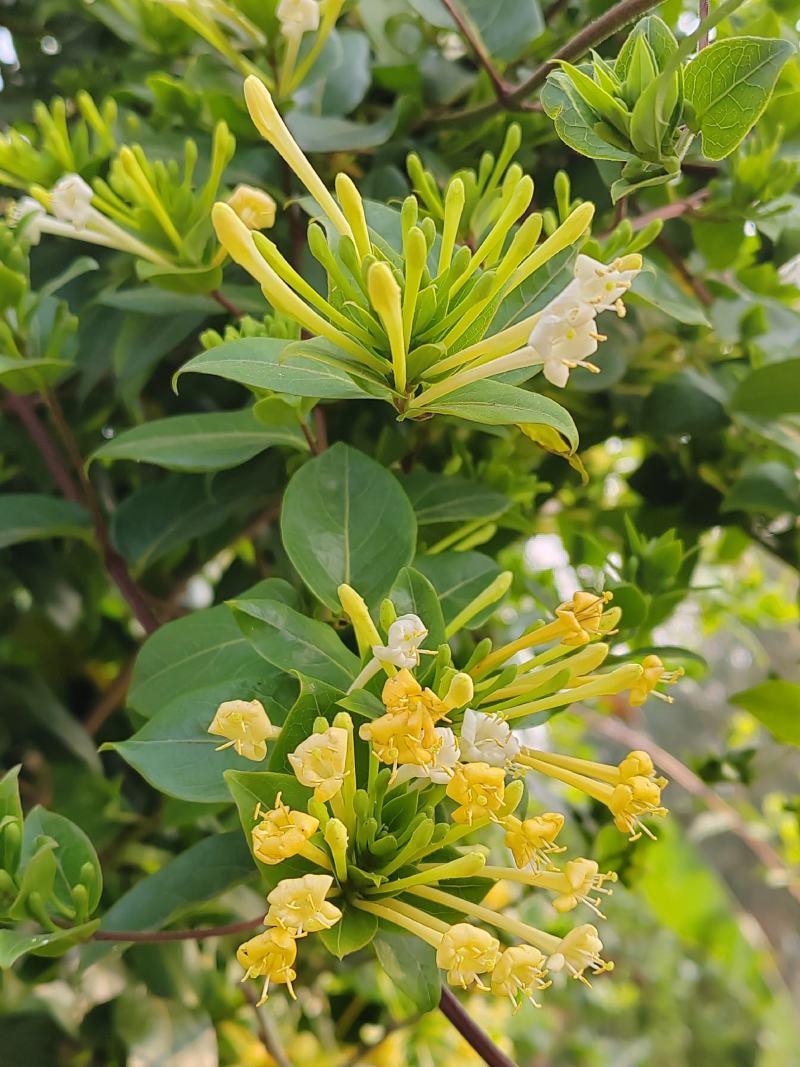 金银花，深山金银花，自然阴干，1斤包邮