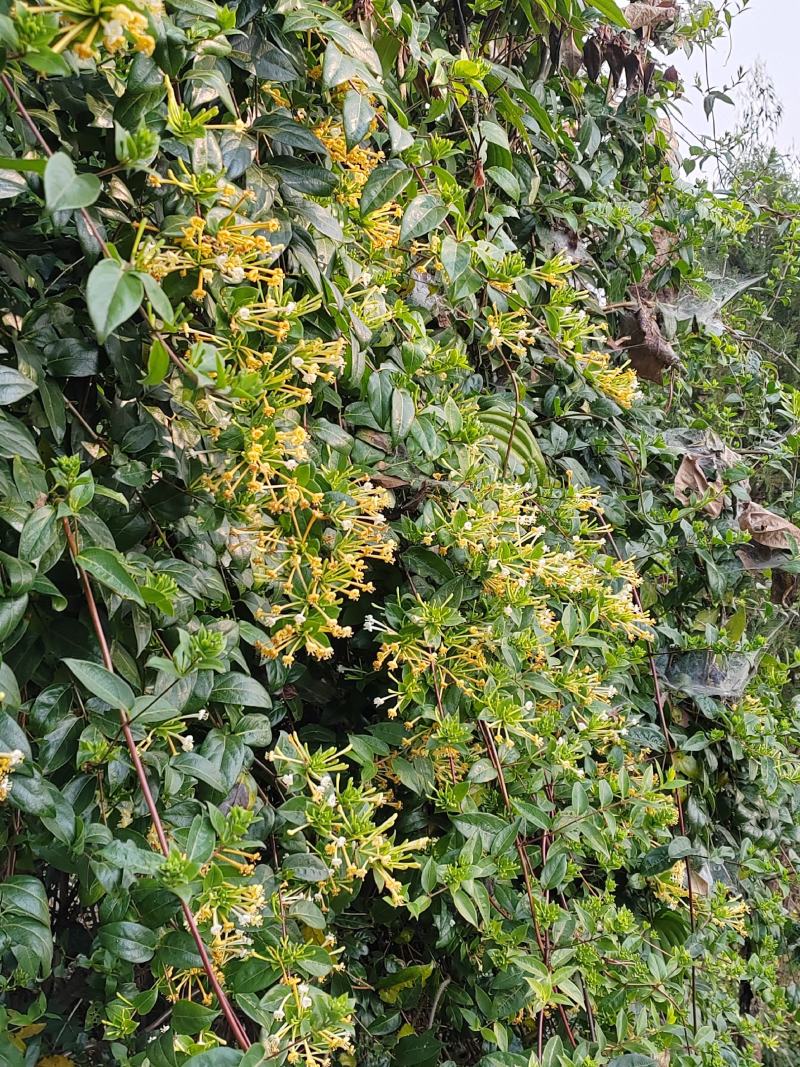 金银花，深山金银花，自然阴干，1斤包邮