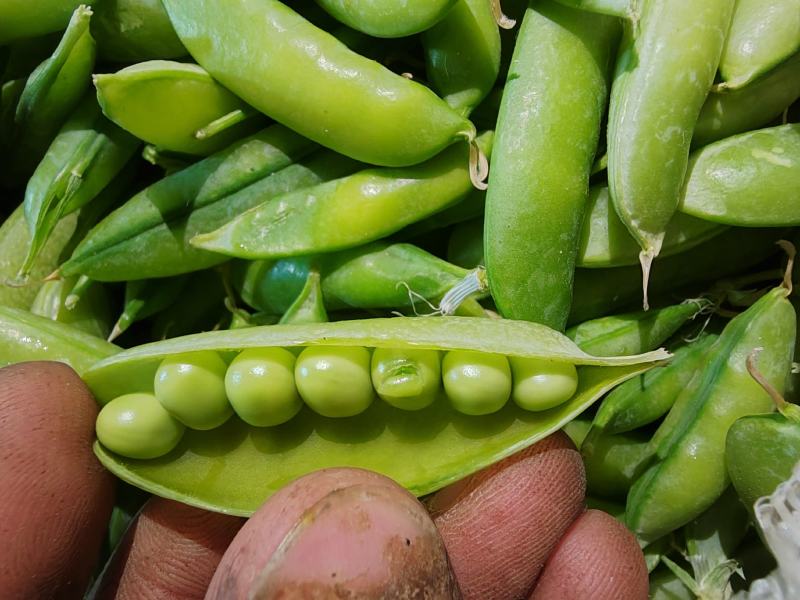 老品种豌豆、白豌豆、麻豌豆，中豌，